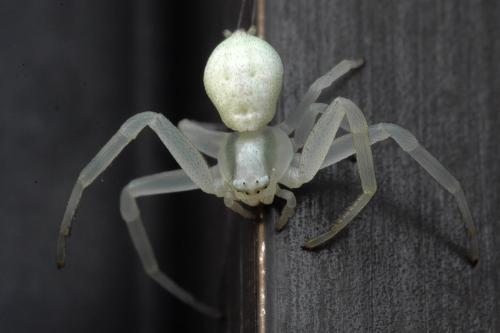 Misumena vatia